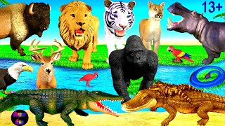 สัตว์ต่างๆ - สิงโต เสือ เสือดำ กอริลลา ฮิปโป จระเข้ จระเข้ กวาง วัวกระทิง อีเกิล งู 13+