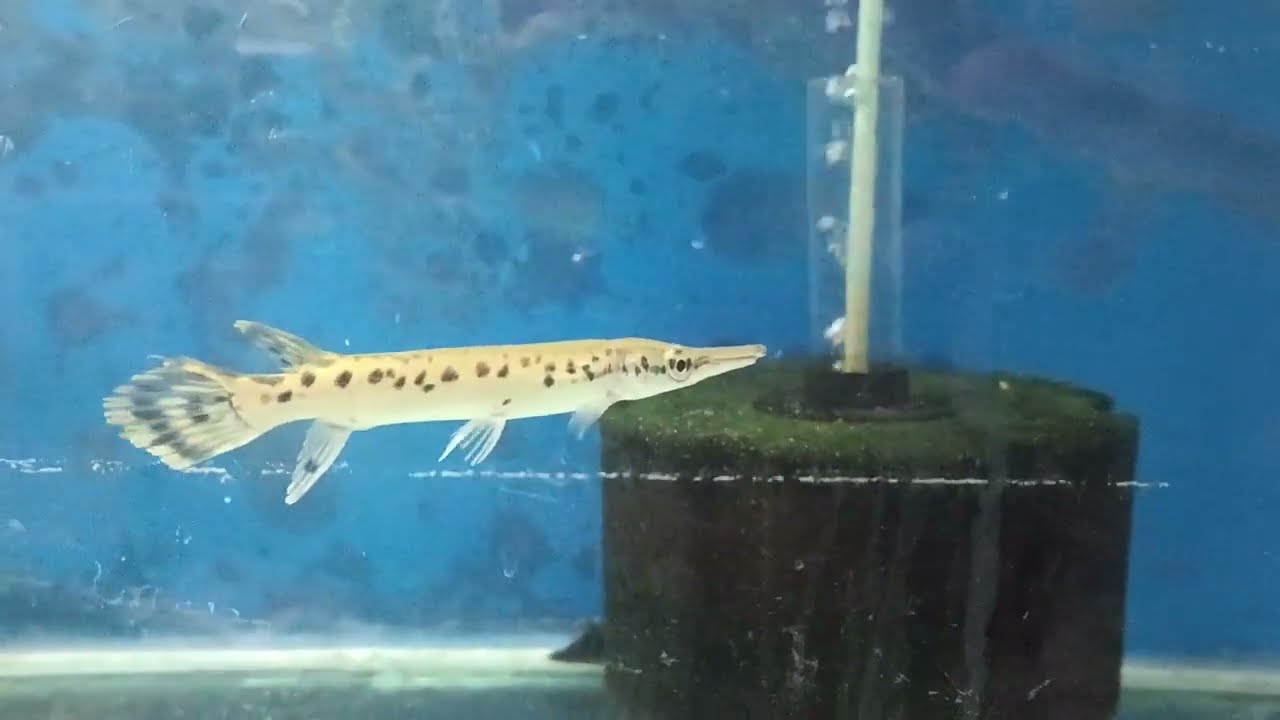 alligator 🐊 fish available 95 24 50 99 85 pudukkottai 