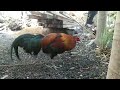 Acblackрџ рџ рџђ рџђ Acblackрџ рџ рџђ рџђ