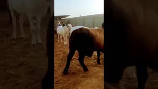 Qurbani Special 2023 viral cows religion cattles enjoy camels interesting shortsvideo goats