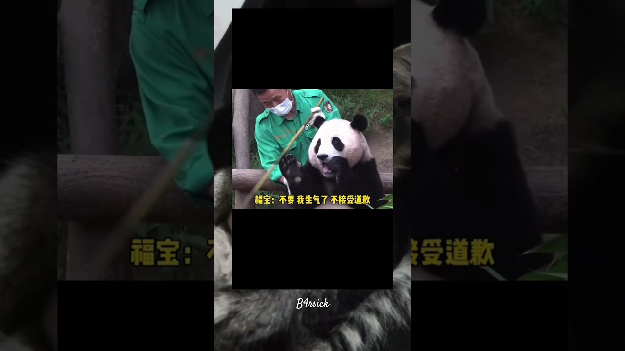 Panda Fu Bao bertemu pengasuhnya🥺 #fu bao #panda #sad #animals #binatanglucu #sedih