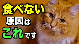 猫がフードを食べない理由を獣医師が解説します by くぅのキャットフード研究室 19,650 views 2 months ago 10 minutes, 3 seconds