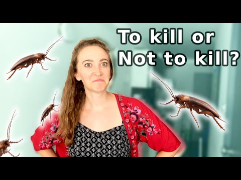 How to Get Rid of Cockroaches - YouTube