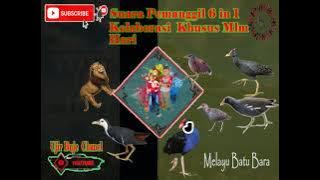 Suara Kolaborasi Manual 6 in 1, Mandar,Ruak,Sintal,Tikusan,Ayaman,MAndar Biru