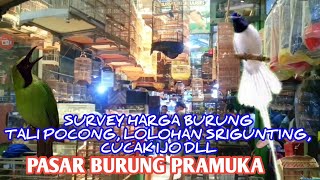 Survey Harga Burung Tali Pocong, Sri gunting lolohan, Cucak ijo dll. PB Pramuka