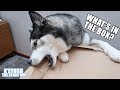 Husky Opens Box Bigger Than Himself! | New Beanbag!