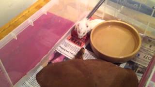 Famous Male spinner royal python strike feeding Wealth