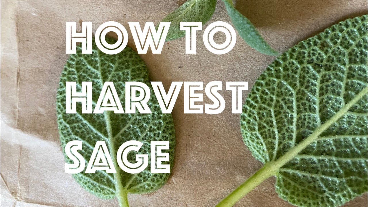 How to Harvest Sage YouTube