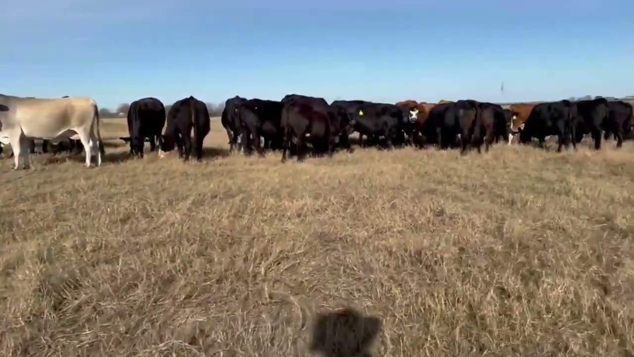 80 Angus, Beefmaster, Black Baldy, Brangus, Charolais... For Sale