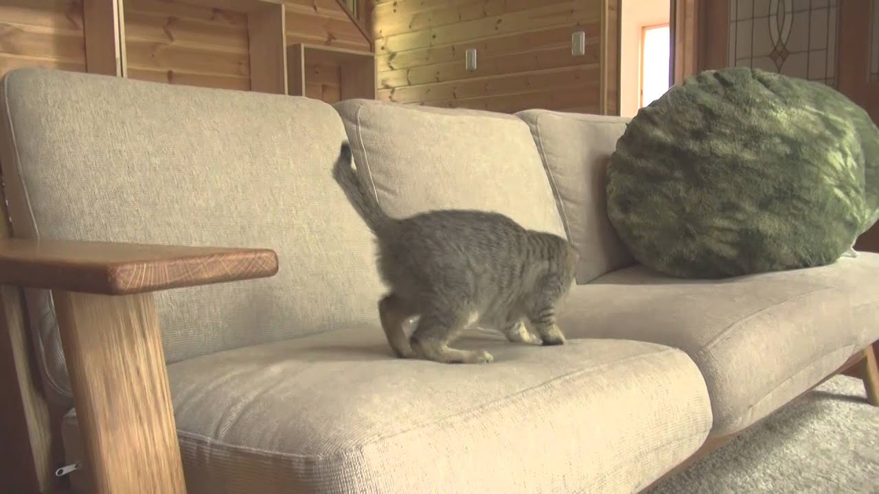 まるとチビはな1。-Maru & Little Hana 1.- - YouTube