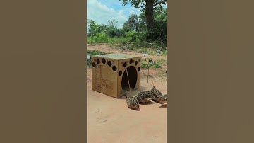 Technique Unique quail trap Creativity #shorts #shortvideo #ytshorts
