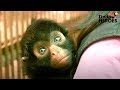 Spider monkey rescued from circus meets his first friend  dodo heroes