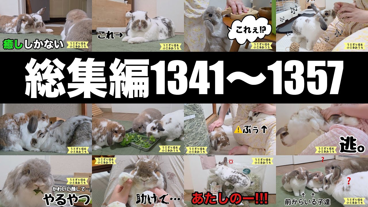 うさぎとたつ YouTube