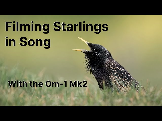 Filming singing Starlings with the OM-1 MK2 and the 150-400mm lens. class=