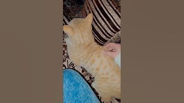 Thumbnail of My cat don't love me🥹 #music #newmusic #song #newsong #love #foryou #おやすみジブリ #ジブリ #song  #shorts  v