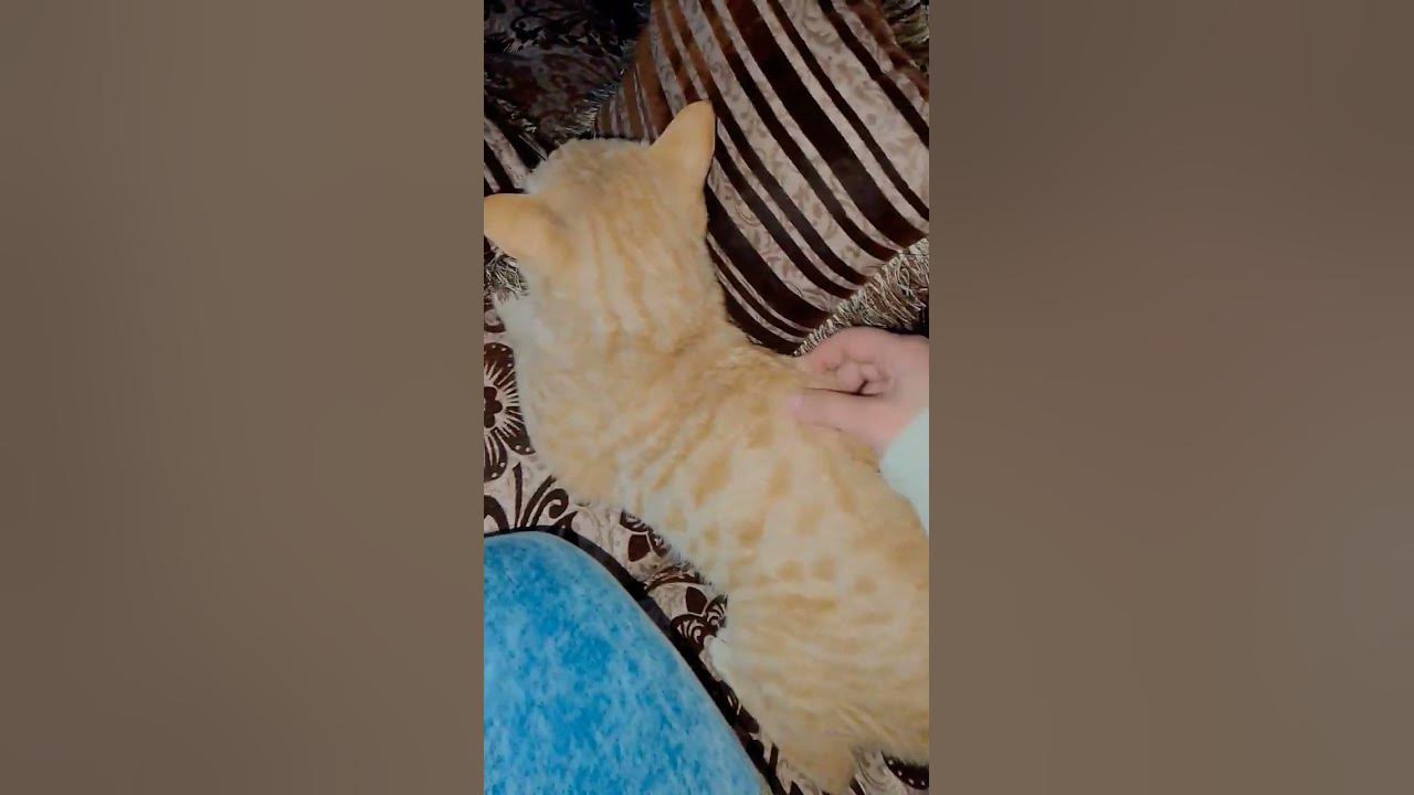 My cat don't love meπ₯Ή #music #newmusic #song #newsong #love #foryou #γγγγΏγΈγγͺ #γΈγγͺ #song #shorts v My cat don't love meπ₯Ή #music #newmusic #song #newsong #love #foryou #γγγγΏγΈγγͺ #γΈγγͺ #song #shorts v