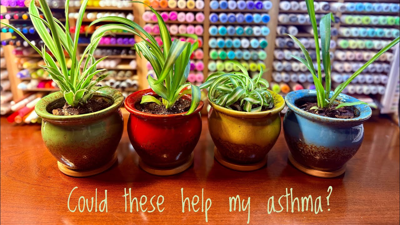 Watch Me Pot Baby Spider Plants  Could This Help My Asthma | Air Purifiers  for My Home?