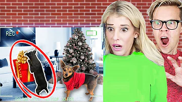 Hidden GoPro Camera Reveals our Dogs Opening Christmas Presents Early! | Spying for 24 hours!