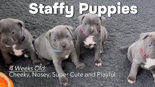 Staffy Puppies 4 Weeks Old Cheeky, Nosey & Super Cute Blue Staffordshire Bull Terrier Pups