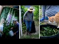 COMFREY & MANURE TEA (don't worry. it's for the plants!)