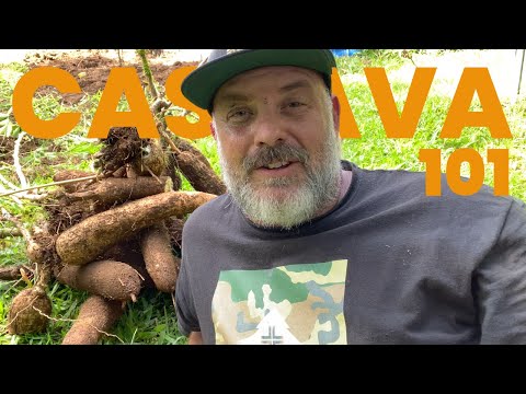 Video: Skörda tapiokarötter: Lär dig när du ska skörda tapiokarötter i trädgårdar