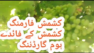 Kishmish farming in Pakistan||garden ideas for home||grapes farming tips part 3