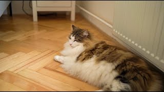 Adorable Fluffy Cats lounging at home by Norwegian Forest Cat Tales 395 views 1 year ago 1 minute, 38 seconds