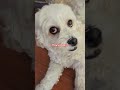 #rnkdoggo said happy sunday ya all