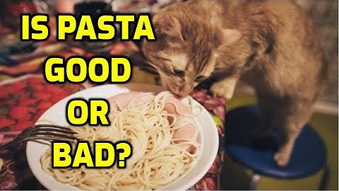 Cosa vuol dire quando il gatto fa la pasta