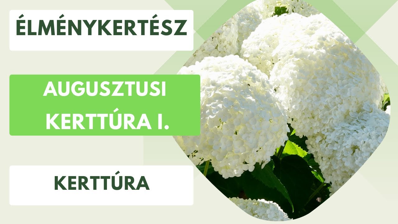 Gyertek és nézzük meg az előkertet augusztus közepén!🌸