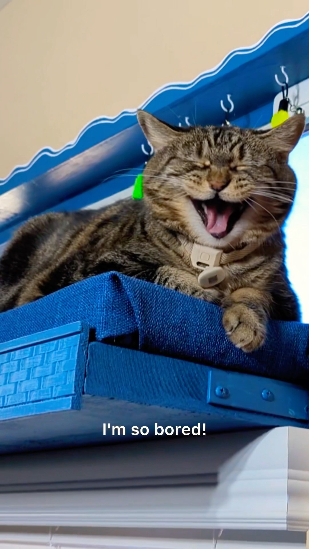 Parents suggest the silliest things when they hear “I’m bored!” #talkingcat