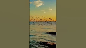 Thumbnail of Ozzy Osbourne Road To Nowhere #shorts By Joy Garafola #shortsviral #sunsetshorts #beachshorts #ozzy