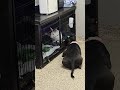 Nani - Petco Auburn 11 am - 1 pm, Klems 2-4 pm video