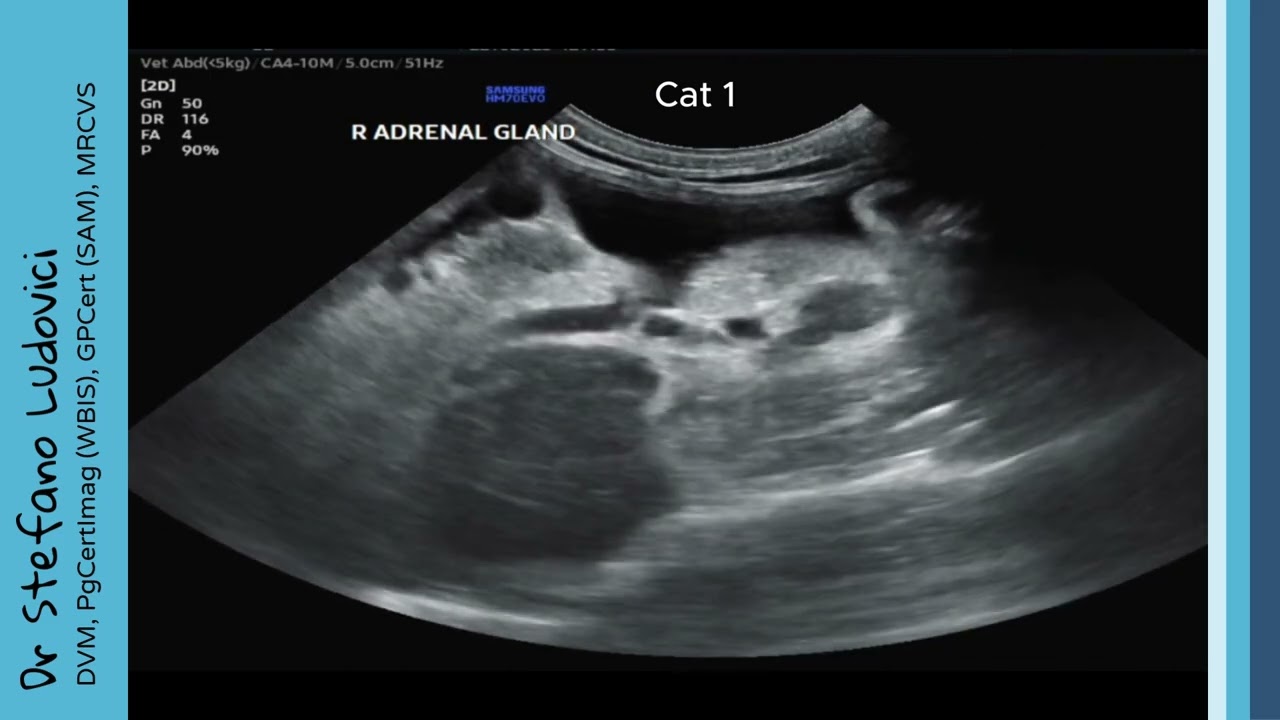How to Scan Feline Adrenal Glands | Left & Right Adrenal Ultrasound Tutorial