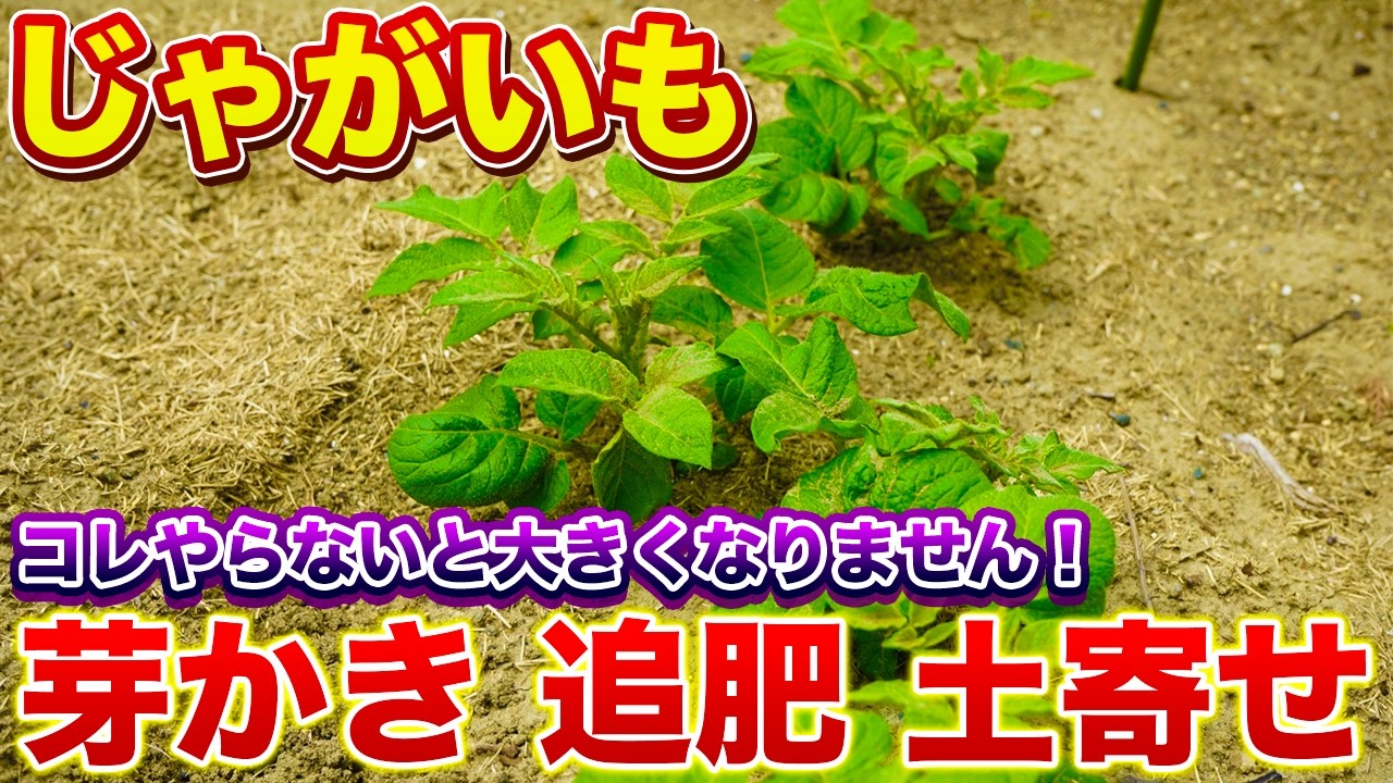 【じゃがいも】Km4 ご追加分 maxresdefault.jpg