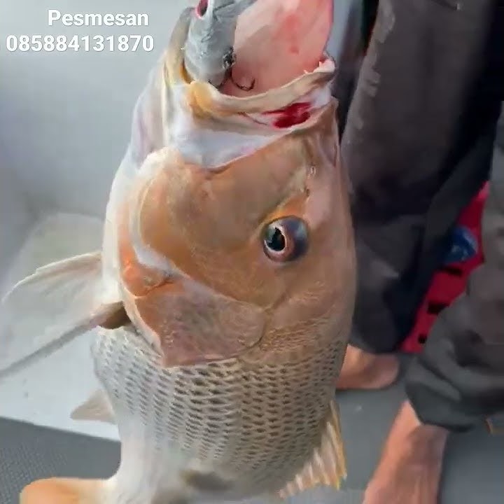 Lure Astuti HS 30 gram sangat killer Asli Tukang Tipu