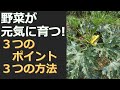 野菜が元気に育つ　３つのポイント　３つの方法　自然農法の畑を豊かに保つ　土と心と地球の話