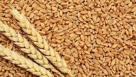 Whats With Wheat