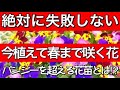 【ガーデニング】プロが教える初心者でも絶対に失敗しない花苗〜11、12月に植えて5月まで咲く花【秋に植えて春まで咲く花】パンジー、ビオラを超える花苗とは⁉︎