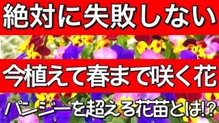 【ガーデニング】プロが教える初心者でも絶対に失敗しない花苗〜11、12月に植えて5月まで咲く花【秋に植えて春まで咲く花】パンジー、ビオラを超える花苗とは⁉︎
