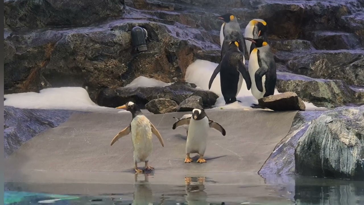 Penguins in Singapore ? Discover Penguin Cove at Singapore’s Gardens by the Bay !