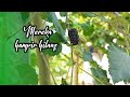 Buah Kaya Manfaat Yang Mulai Dilupakan!