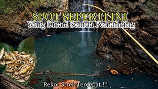 Gila! Rekor Waktu Strek Tercepat di Spot Idaman Semua Pemancing. Umpan roti klik andalan