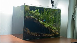 Staring at the fishtanks by 회색벌레 GreyWorm 47,149 views 3 years ago 5 minutes, 16 seconds