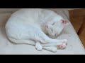 ある家族と、白い迷い猫。 がライブ配信中!