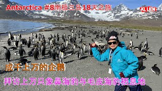 Antarctica #8南极三岛18天之旅,在海上第10天,南乔治亚岛(South Georgia Islands)成千上万的企鹅, 拜访上万只象鼻海豹 ,与毛皮海豹栖息地