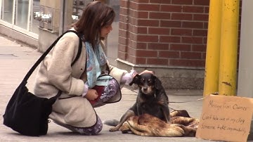 Try Not To Cry Challenge Part 5 (Dog Edition - 99% Will Cry!)