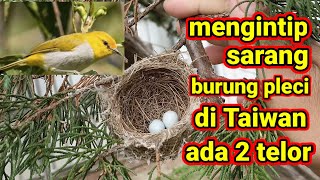 mengintip sarang burung pleci di Taiwan ada 2 telor || TKI Taiwan