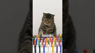 Is Your Cat Smarter Than You Think