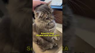 Tentei subornar mas não adiantou! #gatos #gatosfofo #trigatos #explorarbrasil #explorer